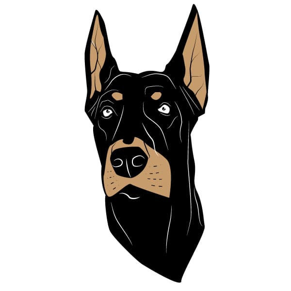 Dobermann dog head